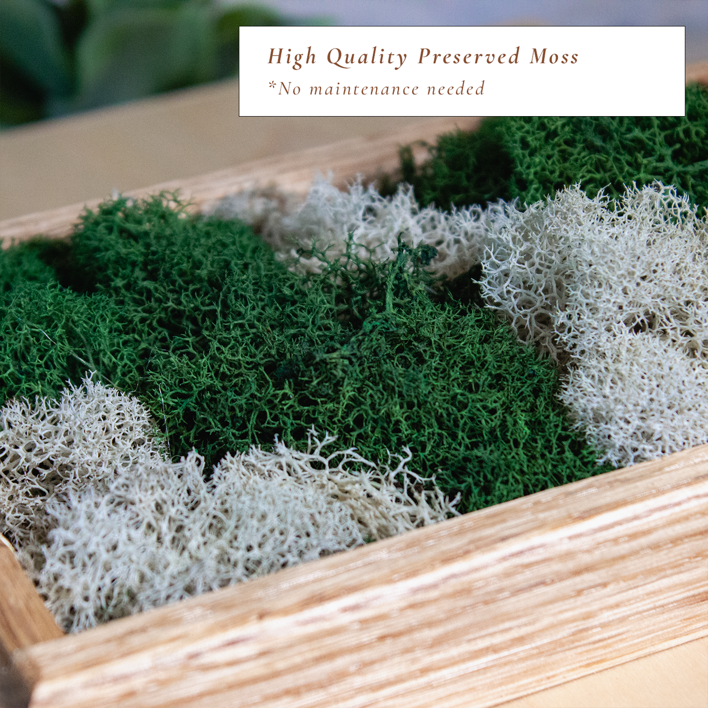 Moss Wall Art - Small Desktop Decor