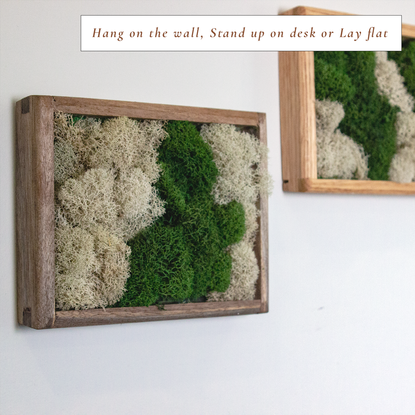 Moss Wall Art - Small Desktop Decor