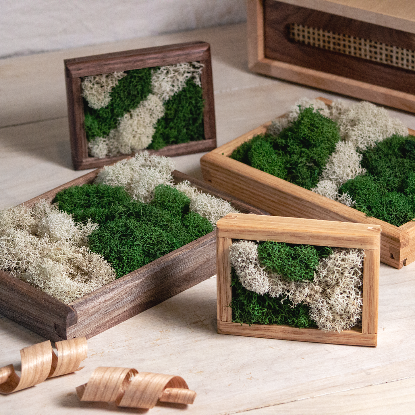 Moss Wall Art - Small Desktop Decor