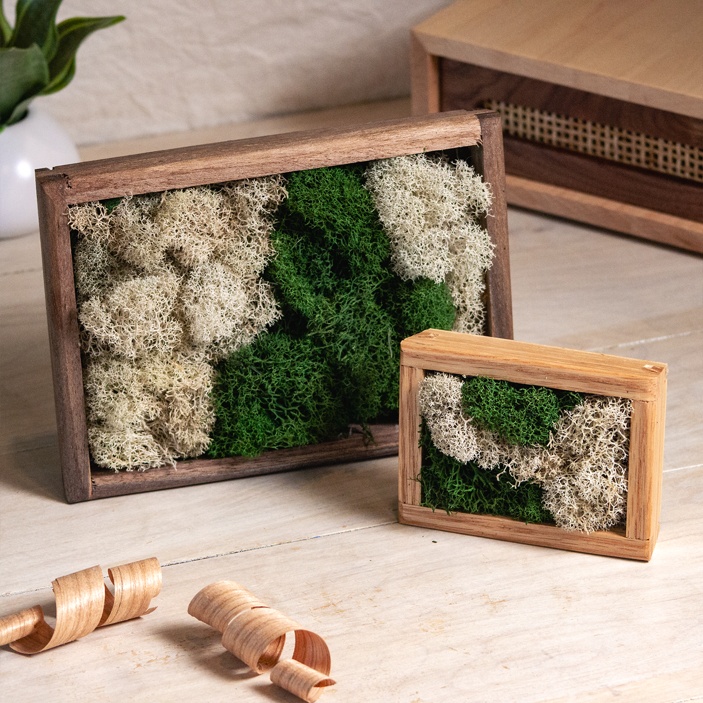 Moss Wall Art - Small Desktop Decor