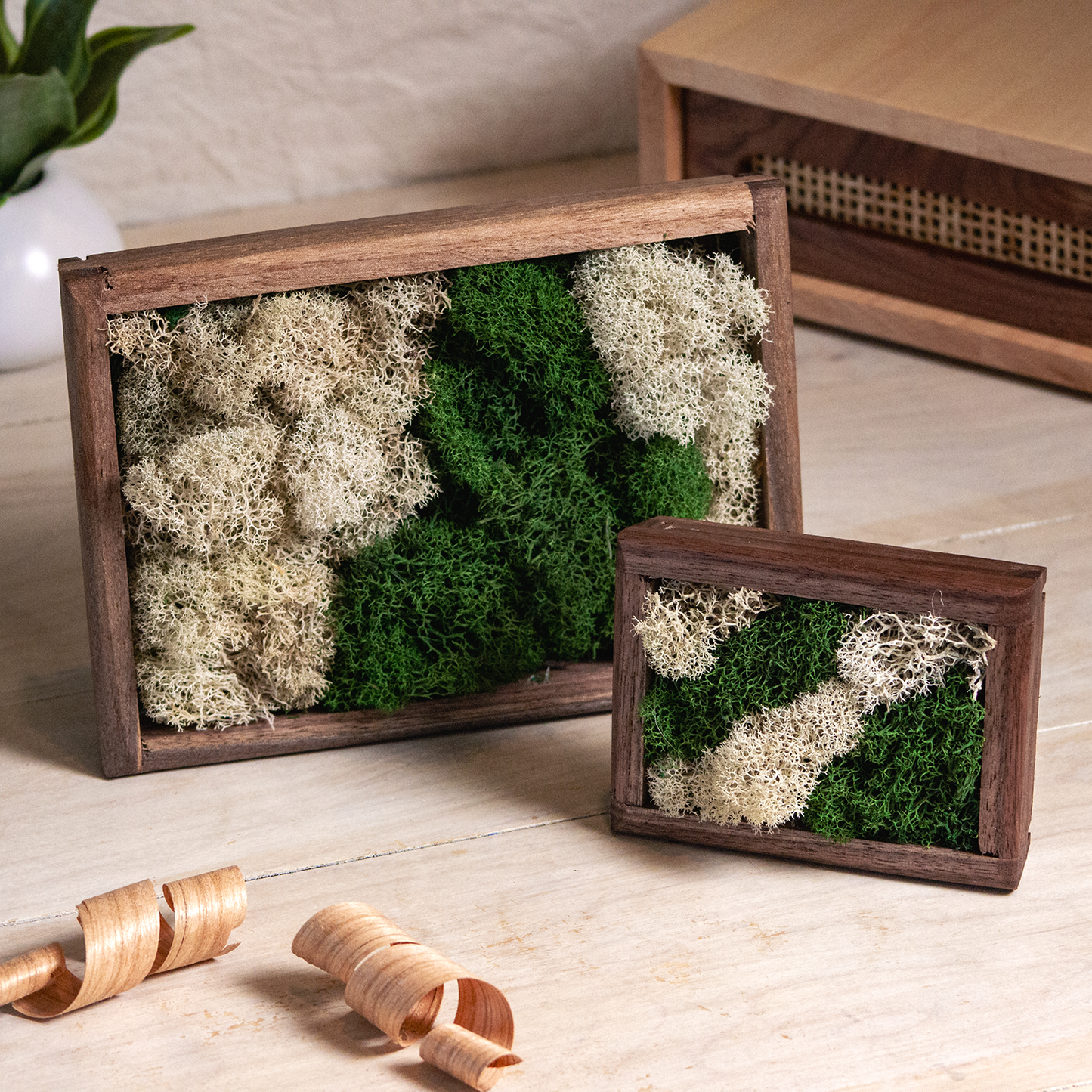 Moss Wall Art - Small Desktop Decor