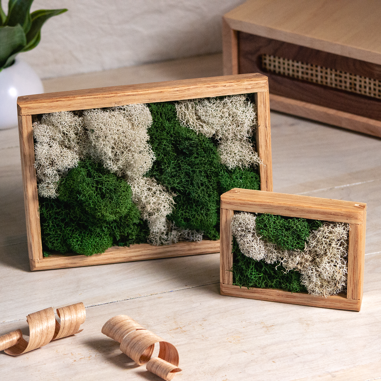 Moss Wall Art - Small Desktop Decor