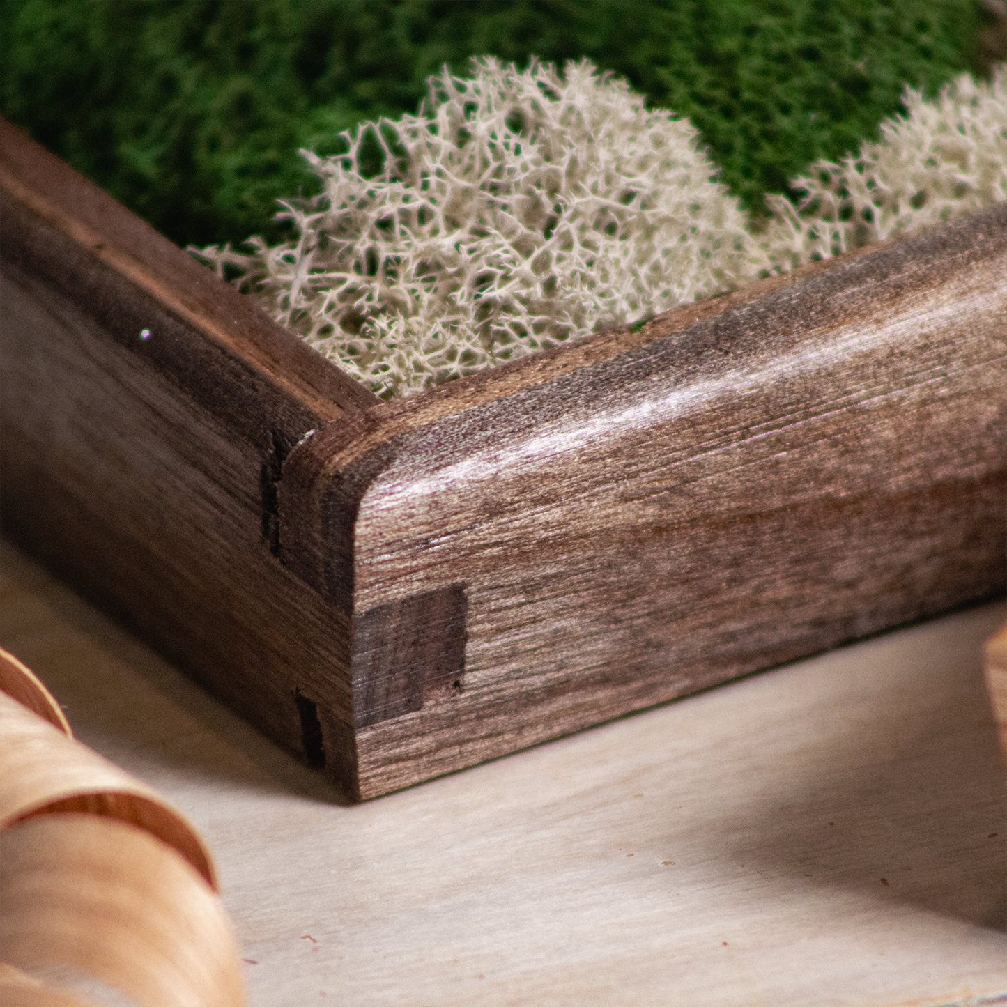 Moss Wall Art - Small Desktop Decor