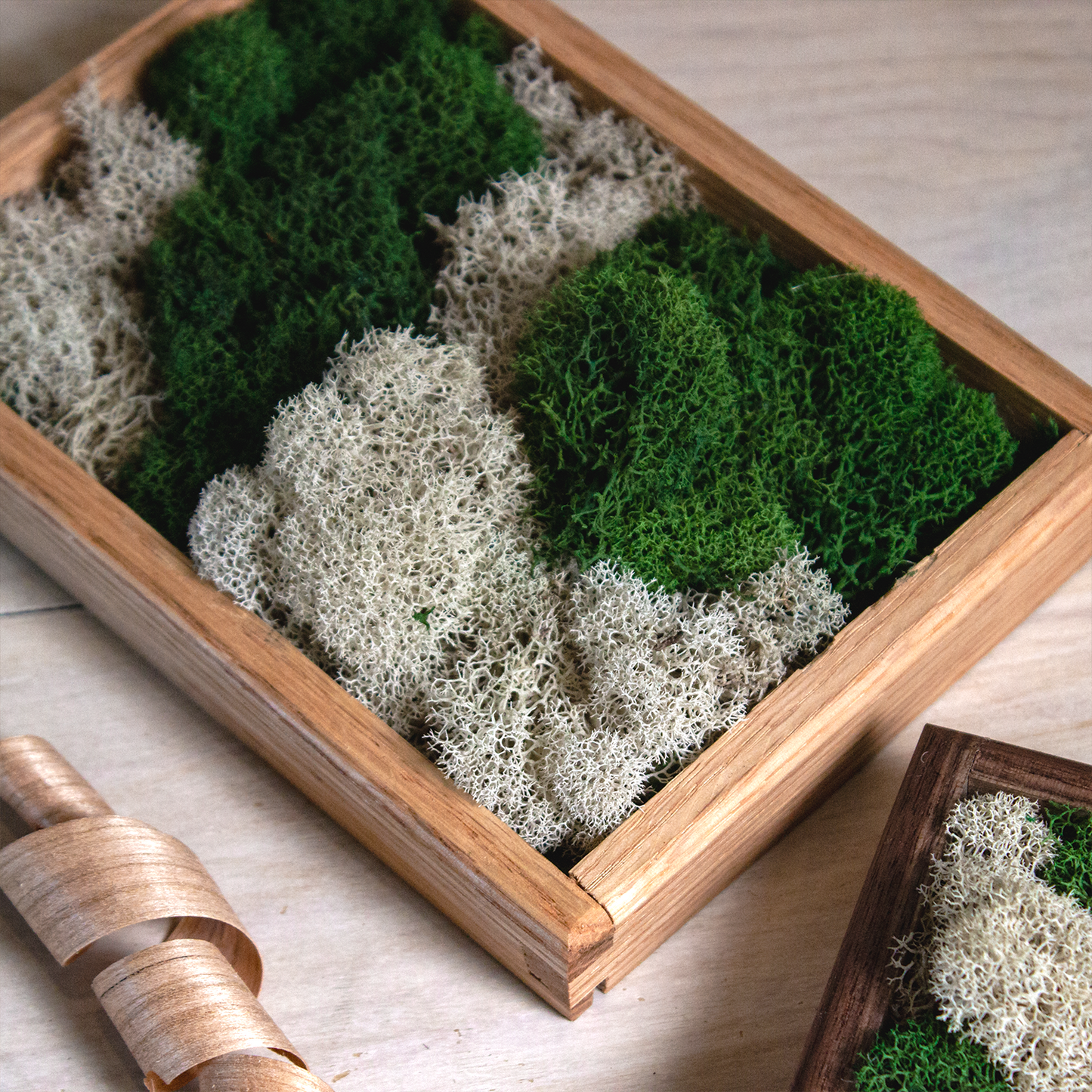 Moss Wall Art - Small Desktop Decor